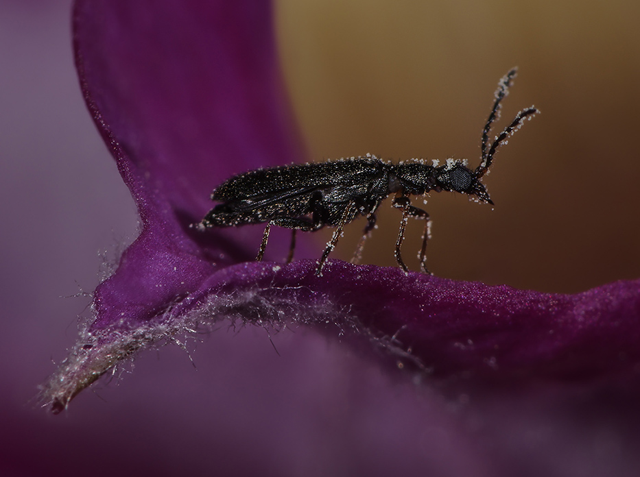 Dasytidae:  Dasytes cfr. plumbeus, maschio